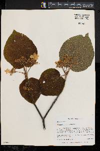 Viburnum lantanoides image