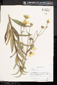 Silphium asteriscus image