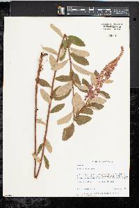 Spiraea tomentosa image