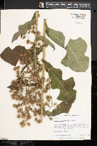 Lactuca biennis image