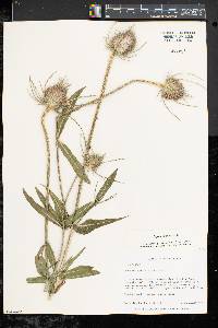 Dipsacus fullonum image