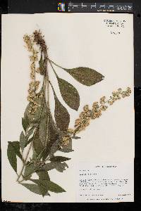 Solidago bicolor image