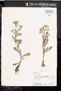 Senecio vulgaris image