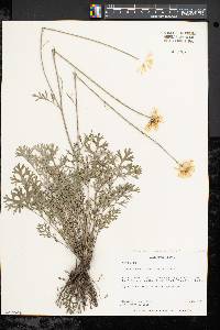 Image of Chrysanthemum cinerariifolium