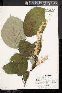 Styrax obassia image