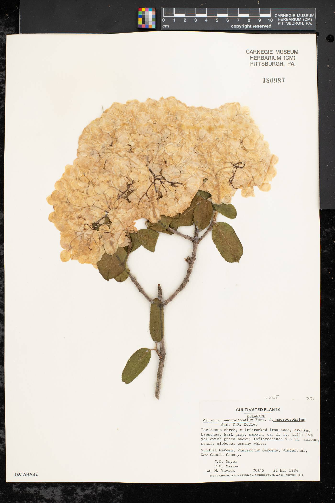 Viburnum macrocephalum image