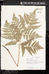 Pteridium aquilinum var. latiusculum image