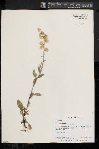 Solidago bicolor image