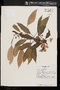 Image of Impatiens auricoma