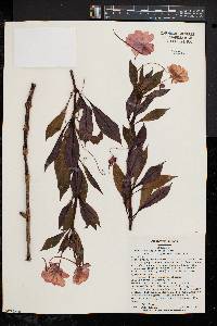 Impatiens hawkeri image