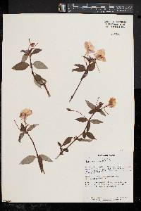 Impatiens platypetala image