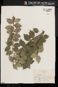 Ilex aquipernyi image