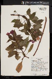 Impatiens hawkeri image