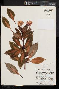 Impatiens hawkeri image