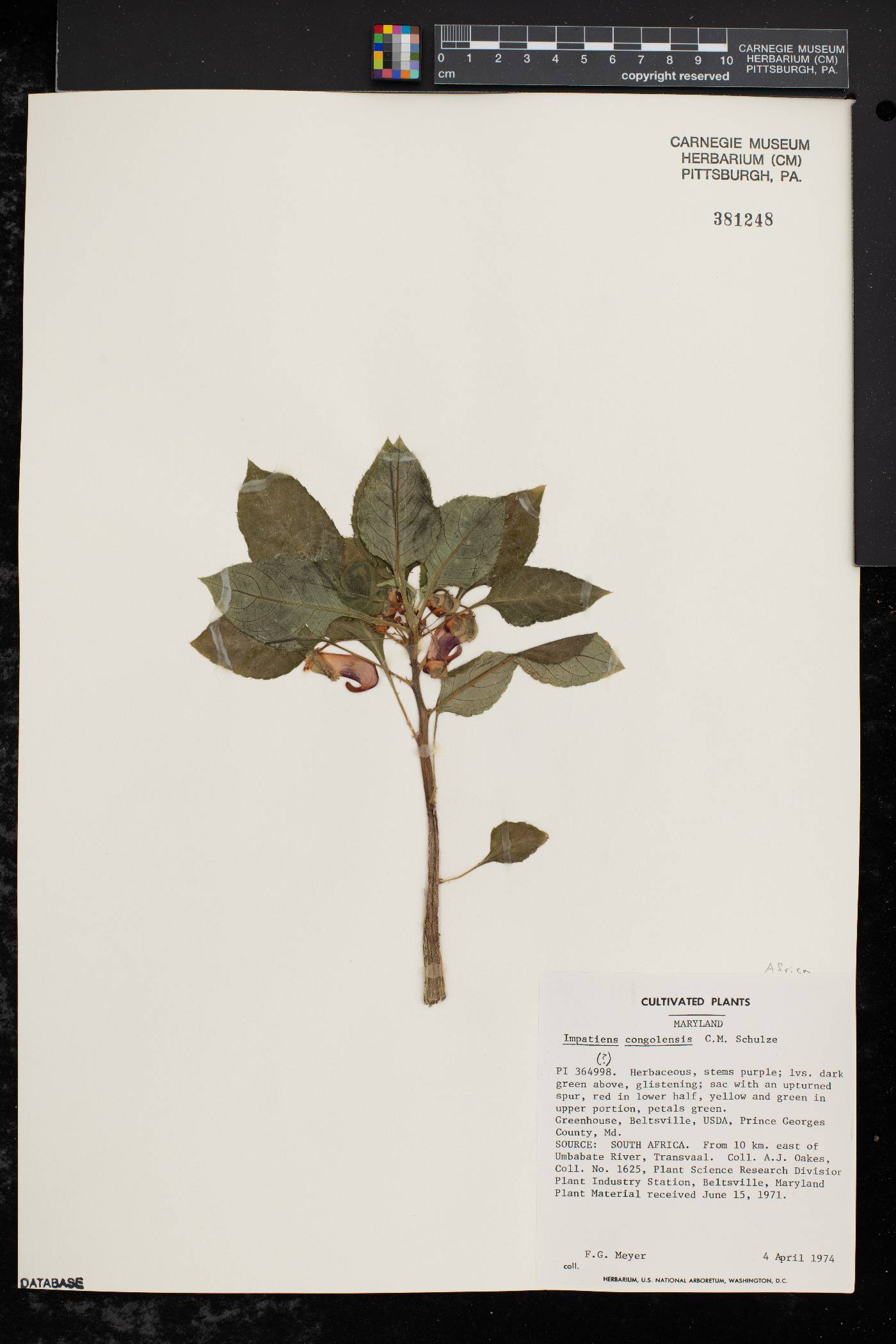 Impatiens congolensis image