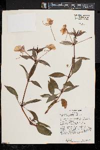 Impatiens platypetala image