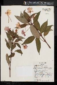 Impatiens hawkeri image