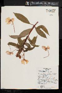 Impatiens hawkeri image