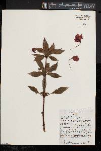 Impatiens hawkeri image