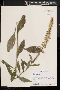 Solidago bicolor image