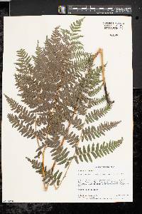 Pteridium aquilinum var. latiusculum image