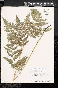 Pteridium aquilinum var. latiusculum image