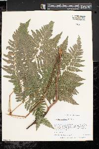 Pteridium aquilinum var. latiusculum image