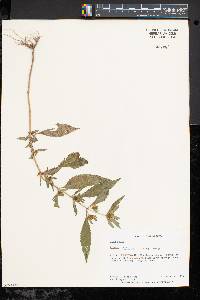 Bidens tripartita image