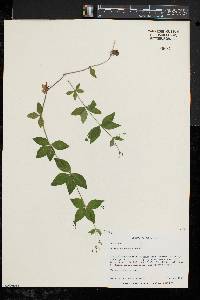 Galium circaezans image