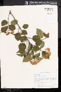 Viburnum dentatum var. lucidum image