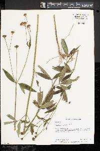 Coreopsis tripteris image