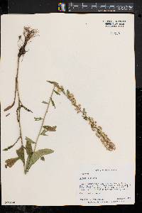 Solidago bicolor image