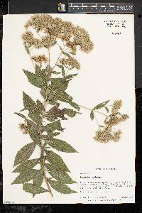 Eupatorium altissimum image