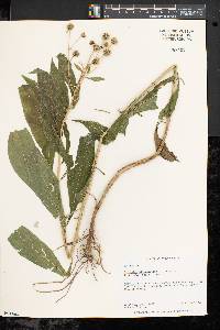 Verbesina alternifolia image