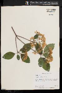 Viburnum cassinoides image