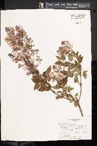 Syringa persica image