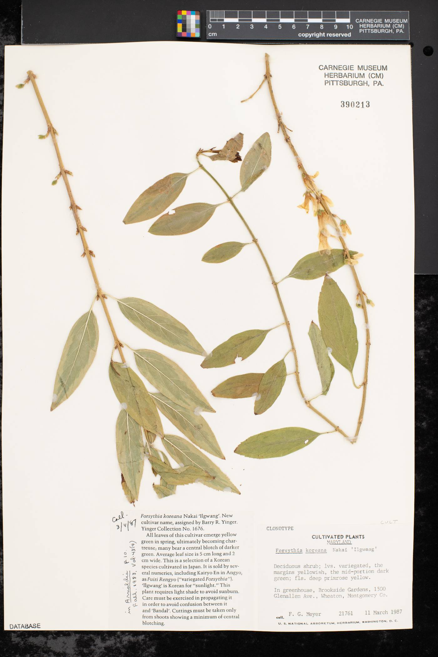 Forsythia koreana image