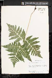 Pteridium aquilinum var. latiusculum image