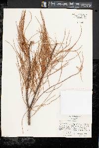 Taxodium distichum var. imbricarium image