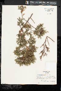 Chamaecyparis thyoides image