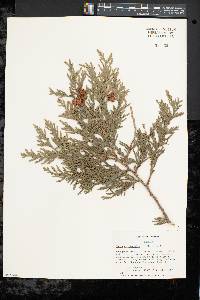 Thuja occidentalis image