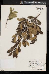 Ilex pseudoumbelliformis image