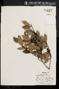 Ilex pseudoumbelliformis image
