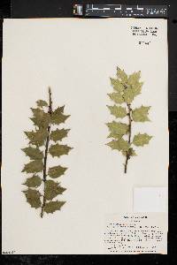 Ilex aquipernyi image