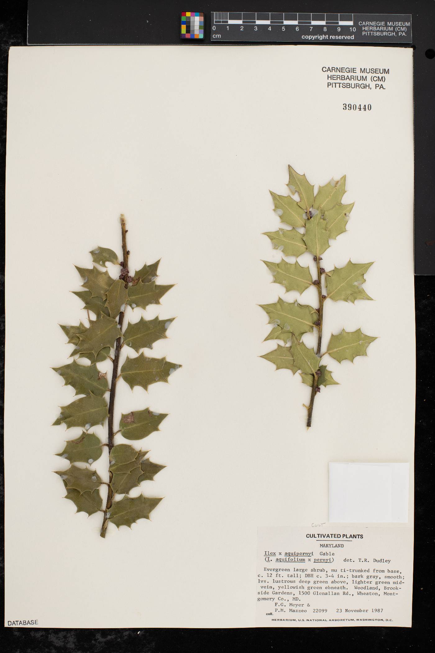 Ilex aquipernyi image