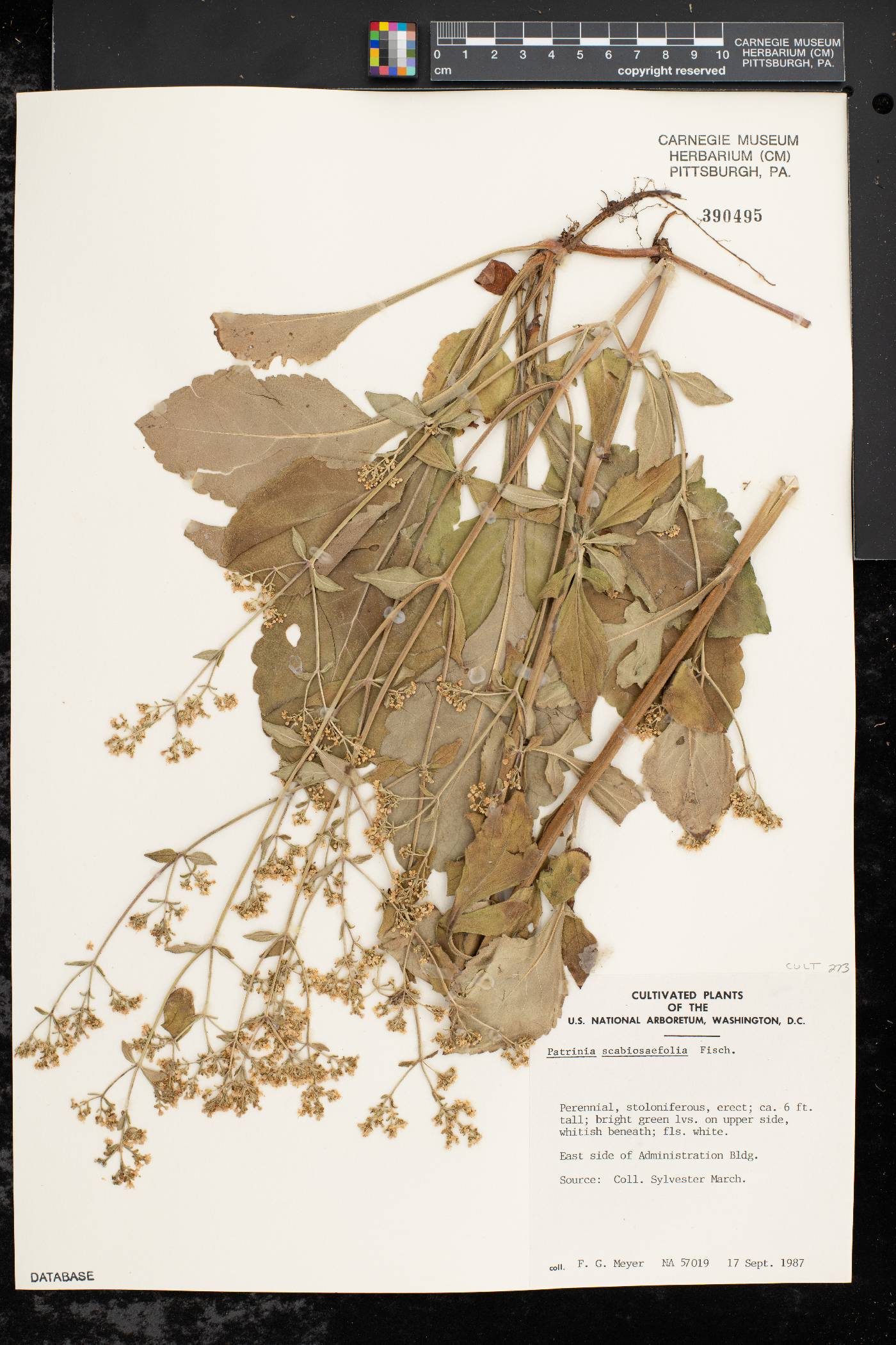 Patrinia scabiosifolia image