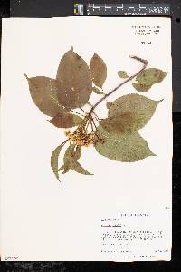 Viburnum lentago image