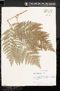 Pteridium aquilinum var. latiusculum image