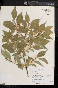 Lonicera maackii image