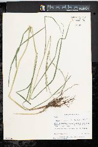 Glyceria melicaria image